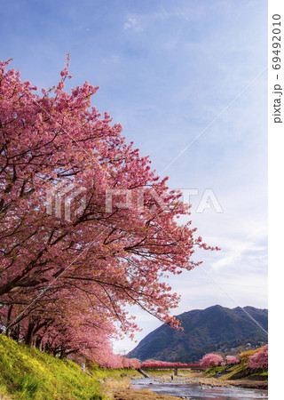 河津桜の並木道 河津桜の並木道 69492010