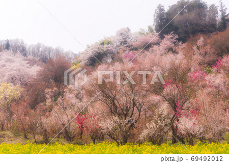 春の花たち 春の花たち 69492012