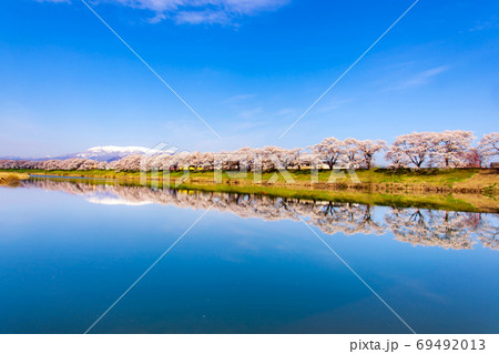 雪山と桜 雪山と桜 69492013