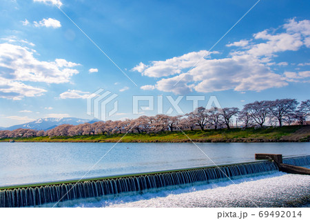 白石川の一目千本桜 69492014