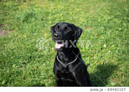 待てをする犬 69492107