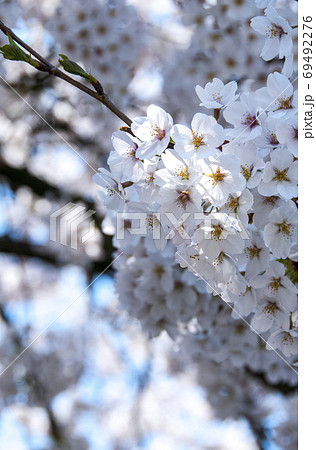 ブルーミング 開花 咲く 69492276