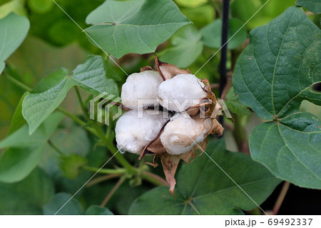 綿花 69492337