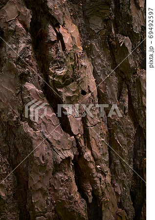 Cracked pine bark. Red cooper skin of old evergreen conifer tree. Close-up image 69492597