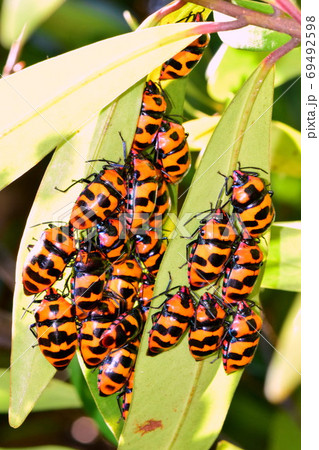 オオキンカメムシの集団越冬 69492598