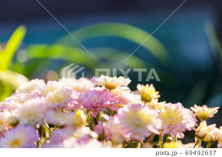 Flowers Flowers 69492637