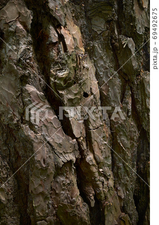A textured surface of pine trunk. Red cooper skin of aged evergreen conifer tree 69492675