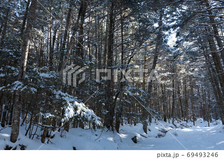 長野県の諏訪にある日本百名山（八ヶ岳）の冬季北沢ルート上の美濃戸山荘先の樹林 69493246