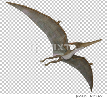 Pteranodon Pteranodon 69493279