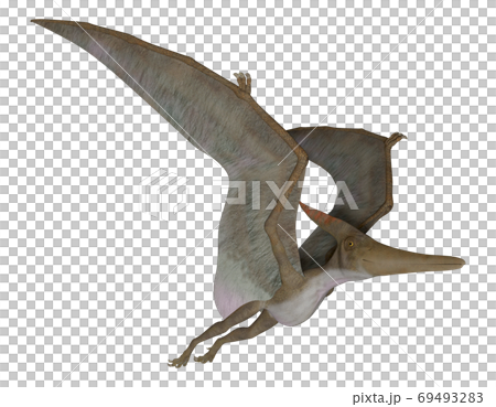 プテラノドンのイラスト素材