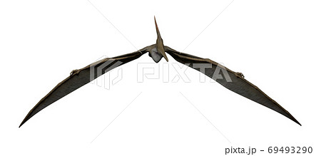 プテラノドンのイラスト素材 69493290 Pixta