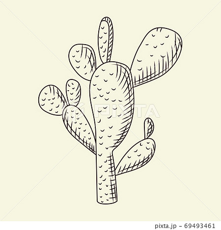 Prickly pear cactus isolated on light... - Stock Illustration [69493461] -  PIXTA