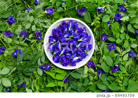 Butterfly pea or blue pea flower. Top view Butterfly pea or blue pea flower. Top view 69493709