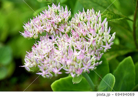 オオベンケイソウ(大弁慶草) オオベンケイソウ(大弁慶草) 69494069