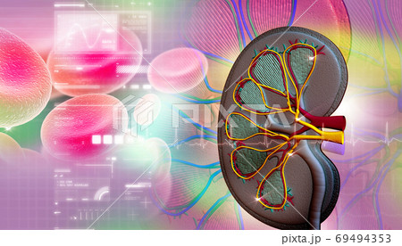 niere querschnitt in abstract design niere querschnitt in abstract design 69494353