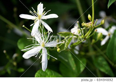 センニンソウ(仙人草) センニンソウ(仙人草) 69494892