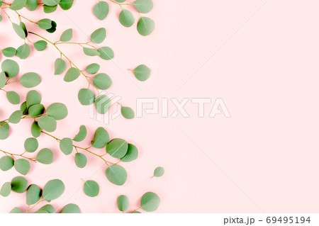 green branches eucalyptus populus on pink background. flat lay, top view green branches eucalyptus populus on pink background. flat lay, top view 69495194