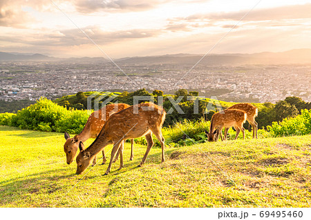《奈良県》若草山の鹿・夕暮れ 《奈良県》若草山の鹿・夕暮れ 69495460