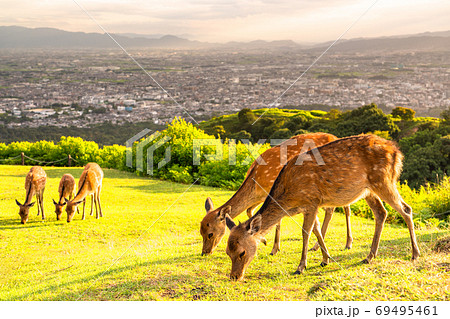 《奈良県》若草山の鹿・夕暮れ 《奈良県》若草山の鹿・夕暮れ 69495461