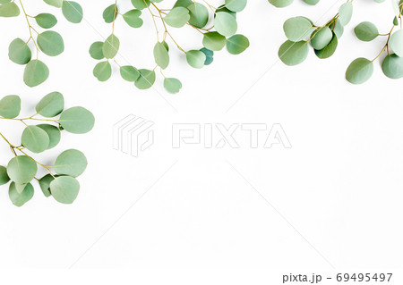 frame of green branches, eucalyptus leaves on a white background. flat layout, top view frame of green branches, eucalyptus leaves on a white background. flat layout, top view 69495497