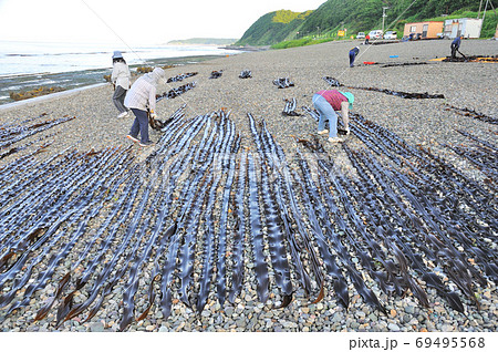 昆布漁の朝 69495568