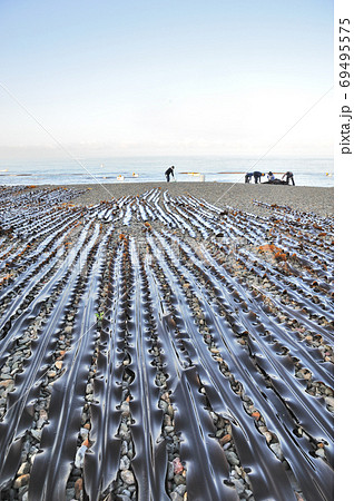 昆布漁の朝 昆布漁の朝 69495575