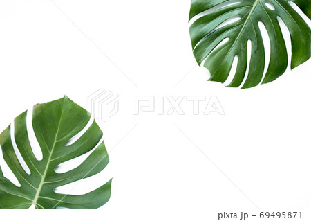 Tropical leaves Monstera on white background. Flat lay, top view Tropical leaves Monstera on white background. Flat lay, top view 69495871