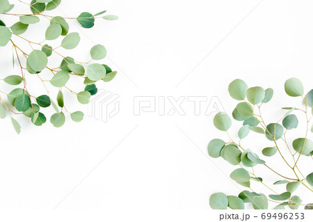 frame of green branches, eucalyptus leaves on a white background. flat layout, top view frame of green branches, eucalyptus leaves on a white background. flat layout, top view 69496253