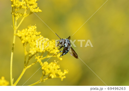 ルリモンハナバチとオミナエシ 69496263