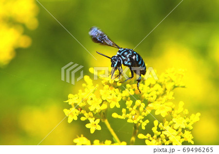 ルリモンハナバチとオミナエシ 69496265