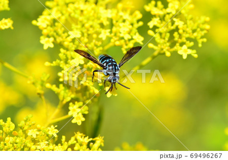 ルリモンハナバチとオミナエシ 69496267
