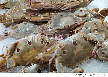 Horse crab or Blue swimming crab with rubber band on ice at food market Horse crab or Blue swimming crab with rubber band on ice at food market 69496534