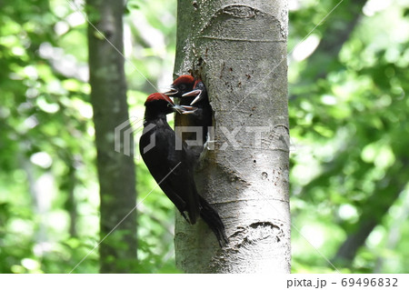 春の新緑の森、クマゲラの雛三羽に子育て給餌中のオスの親鳥 春の新緑の森、クマゲラの雛三羽に子育て給餌中のオスの親鳥 69496832