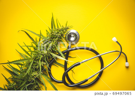 Marijuana bud flowers of cannabis and stethoscope Marijuana bud flowers of cannabis and stethoscope 69497065