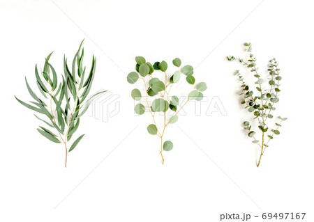 Mix of herbs green branches, leaves eucalyptus and plants collection on white background. flat lay, top view Mix of herbs green branches, leaves eucalyptus and plants collection on white background. flat lay, top view 69497167
