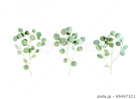Green branch, leaves eucalyptus isolated on white background. Flat lay, top view minimal concept. Green branch, leaves eucalyptus isolated on white background. Flat lay, top view minimal concept. 69497321