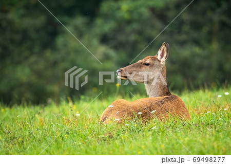 Calm red deer laying on grass in summertime nature. Calm red deer laying on grass in summertime nature. 69498277