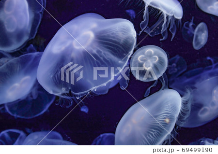 美しい透明なくらげのイメージ 69499190