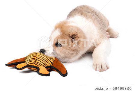 Central Asian Shepherd Dog - puppy with a toy Central Asian Shepherd Dog - puppy with a toy 69499330