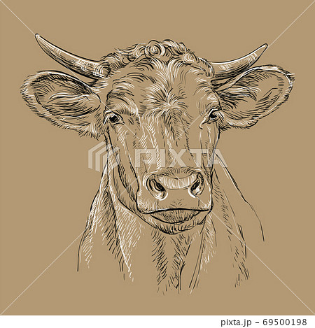 Head of bull head vector illustration brown Head of bull head vector illustration brown 69500198