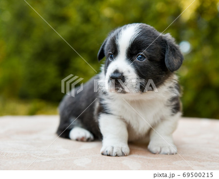 Welsh corgi pembroke puppy dog posing outside Welsh corgi pembroke puppy dog posing outside 69500215