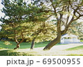 海辺の松の木 69500955