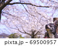 桜の木とマリー 69500957