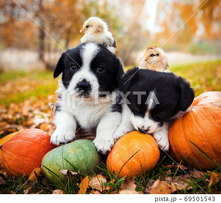 corgi puppies dogs with a pumpkin on an autumn background 69501543