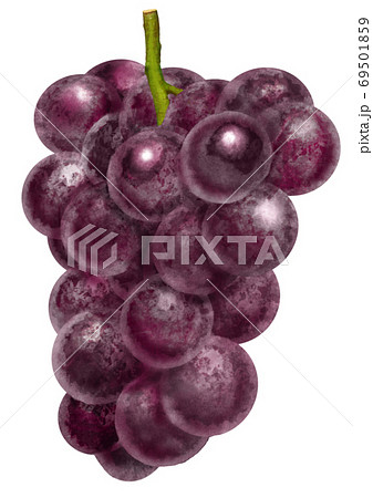 リアルなタッチのぶどうのイラストのイラスト素材 [69501859] - PIXTA