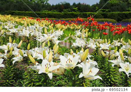 鮮やかなユリ 百合が原公園 鮮やかなユリ 百合が原公園 69502134
