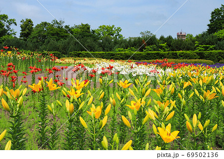 鮮やかなユリ 百合が原公園 鮮やかなユリ 百合が原公園 69502136