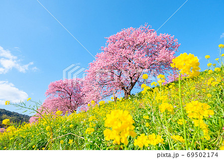 南伊豆町・下賀茂の河津桜 69502174