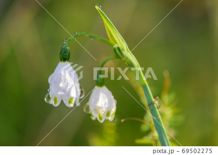 春の街角散歩 69502275