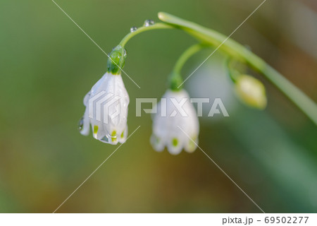 春の街角散歩 69502277